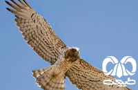 گونه عقاب مارخور Short-toed Eagle